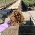 Arabicum com Poda Radical 019