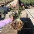 Arabicum com Poda Radical 016