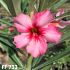 FF 733 - Rosa do deserto