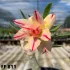FF 811 - Rosa do deserto