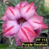 FF 113 Purple Swallow - Rosa do deserto