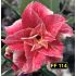 FF114 - Rosa do Deserto