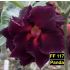 Panda FF 117 - Flor do Deserto