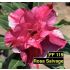 Rosa Salvage FF 119 - Rosa do Deserto