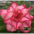 FF 132 - Rosa do Deserto