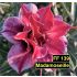 Madamoseille FF 139 - Rosa do Deserto22