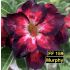 Murphy FF 159 - Rosa do Deserto