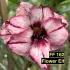 FF162 Flower Elf - Rosa do deserto