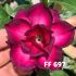FF 697 - Rosa do deserto