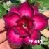 FF 697 - Rosa do deserto