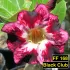 FF168 Black Club - Rosa do deserto