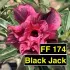 Black Jack FF 174 - Rosa do Deserto