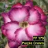 FF179 Purple Crown - Rosa do deserto