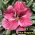 FF184 Blue Magipie - Rosa do deserto