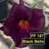 Black Belle FF 187 - Rosa do deserto