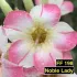 FF198 Noble Lady - Rosa do deserto