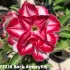 FF238 Back Amaryllis - Rosa do deserto