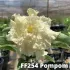 FF254 Pompom - Rosa do deserto