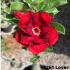 FF261 Lover - Rosa do deserto