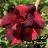 FF207 Black Shadow - Rosa do deserto