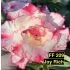 Joy Rich FF 209 - Rosa do Deserto