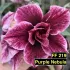 FF219 Purple Nebula - Rosa do deserto