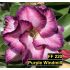 FF220 Purple Windmill - Rosa do deserto
