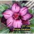 FF230 Purple Swallow - Rosa do deserto
