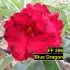 Blue Dragon FF 306 - Rosa do Deserto