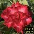 EVE IV FF 314 - Rosa do Deserto