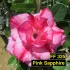 FF325 Pink Sapphire - Rosa do deserto