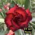 Rome FF327 - Rosa do deserto