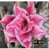 SIAN 16013 FF 331 - Rosa do Deserto