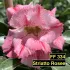 FF334 Striatto Rosee - Rosa do deserto