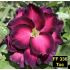 FF336 TOC - Rosa do deserto