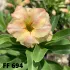 FF 694 - Rosa do deserto