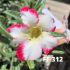 FF 312 - Rosa do deserto