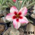 FF 614 - Rosa do deserto