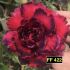 FF 422 - Rosa do Deserto