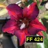 FF 424 - Rosa do deserto