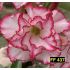 FF 437 - Rosa do deserto