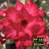 Eliza FF443 - Rosa do deserto