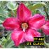 FF448 St. Claus - Rosa do deserto