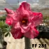 FF 281 - Rosa do deserto