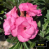 FF357 - Rosa do deserto