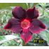 FF 501 - Rosa do deserto