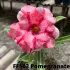 FF103 Pomegranate - Rosa do deserto