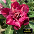 FF293 Grape Ice - Rosa do deserto