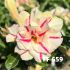 FF 659 - Rosa do deserto