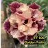 Golden Faith FF 605 - Rosa do Deserto